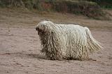 KOMONDOR 100